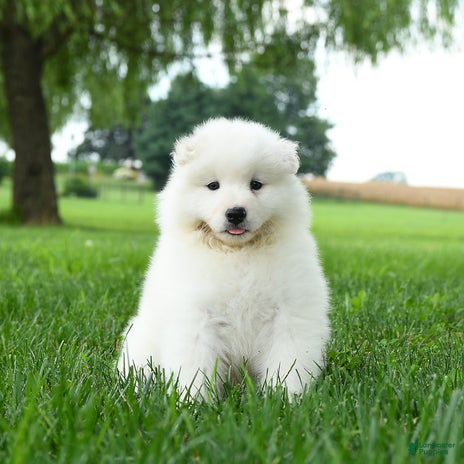 Samoyed dogs for sale - Ad 4