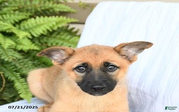 Pomsky dogs for sale: Thea - Image 10