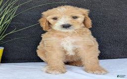 Goldendoodle dogs for sale: Sadie - Image 7
