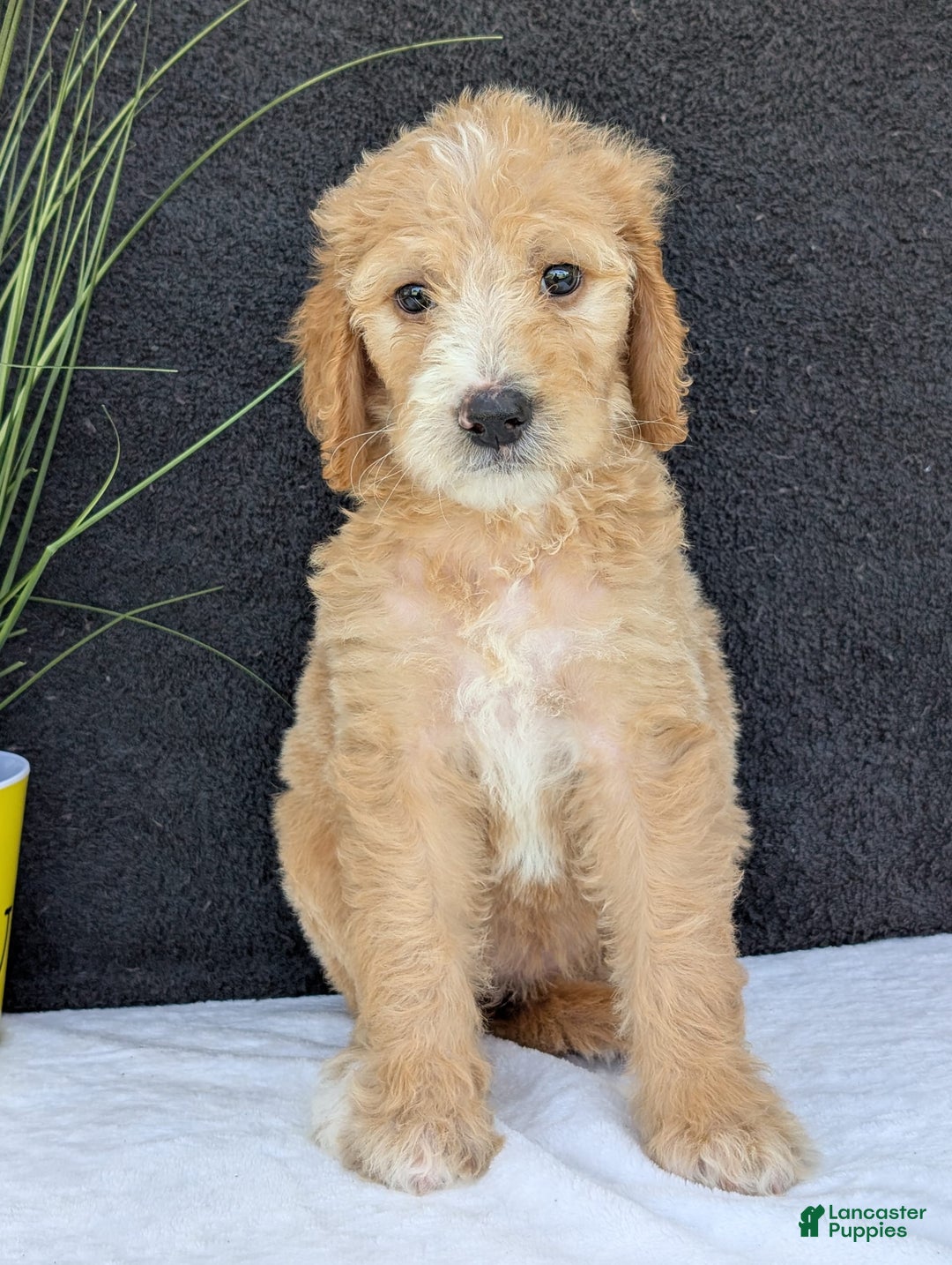 Goldendoodle dogs for sale: Sadie - Image 7