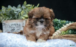 Shih Tzu dogs for sale: Tinkerbell - Image 1