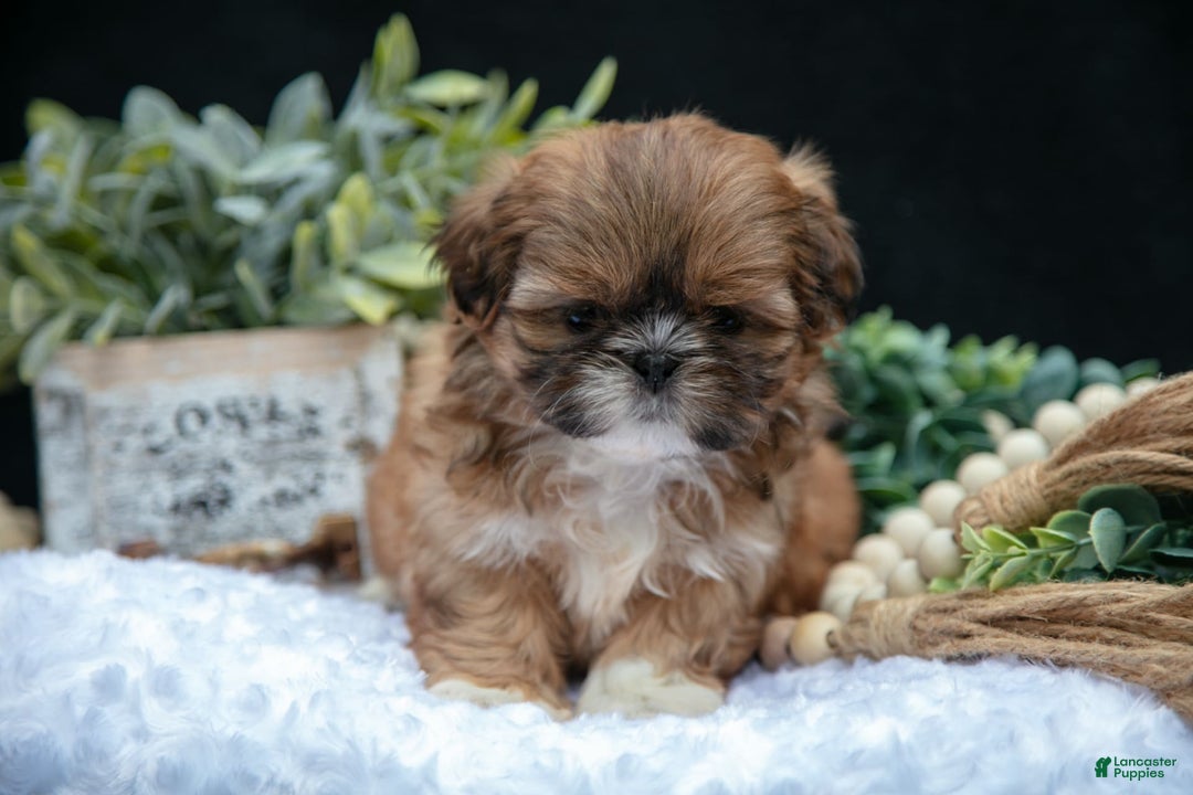 Shih Tzu dogs for sale: Tinkerbell - Image 1