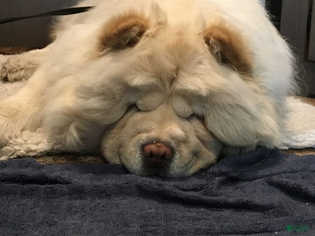Chow Chow dogs for sale: SLM Red Female - Image 13