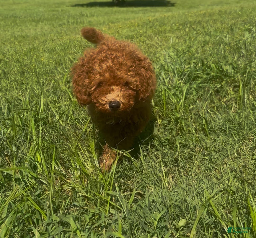 Cockapoo dogs for sale: Cupcake - Image 9