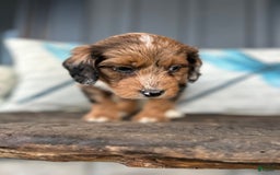 Aussiedoodle dogs for sale: Magnolia - Image 1