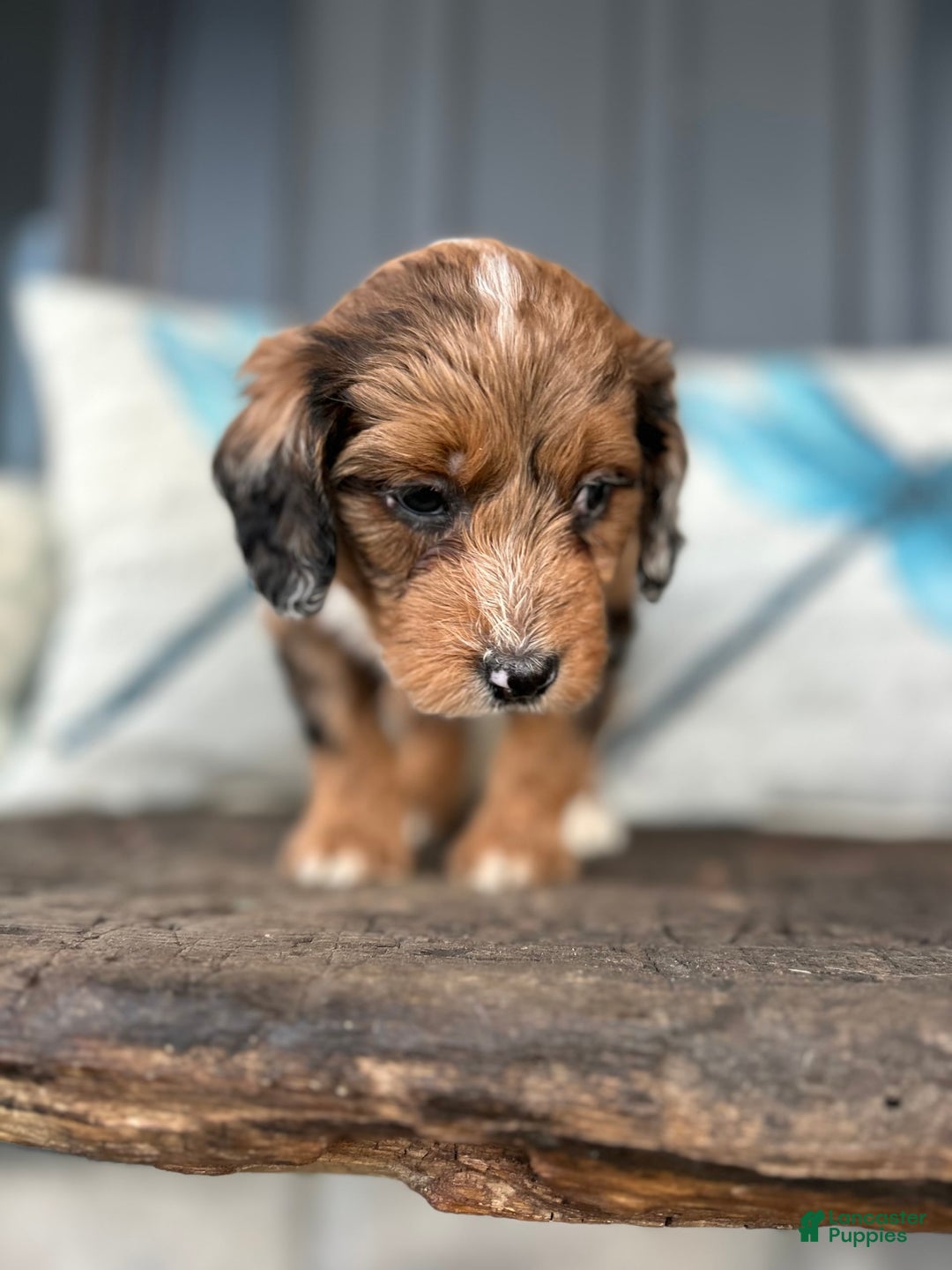 Aussiedoodle dogs for sale: Magnolia - Image 1