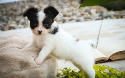 Papillon dogs for sale: Leonardo - Image 9