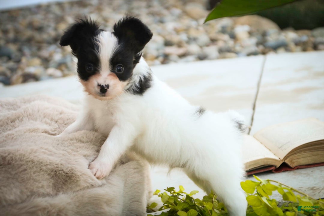 Papillon dogs for sale: Leonardo - Image 9
