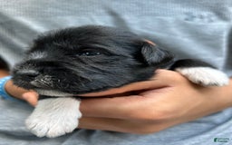Miniature Schnauzer dogs for sale: Junie - Image 13