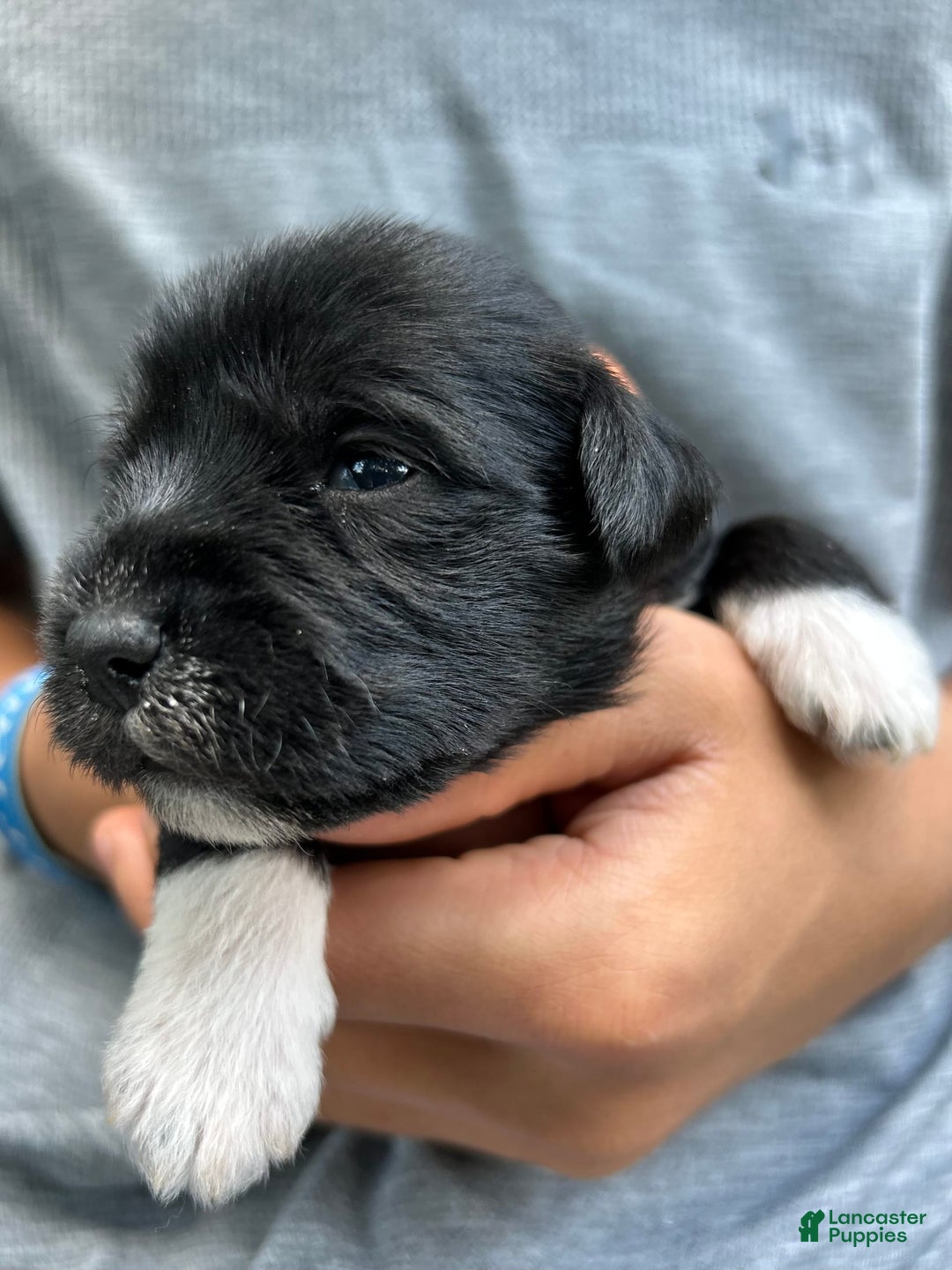 Miniature Schnauzer dogs for sale: Junie - Image 13