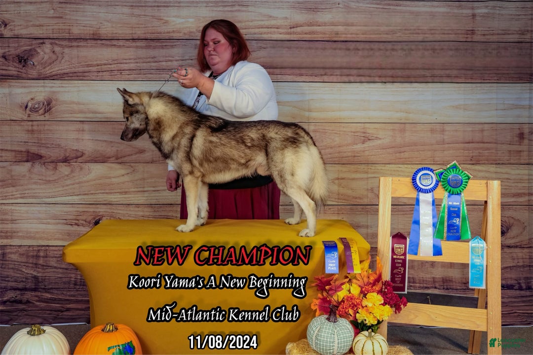 Siberian Husky dogs for sale: Aadi - Image 1