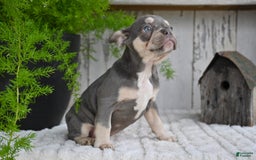 French Bulldog dogs for sale: Sophie - Image 2
