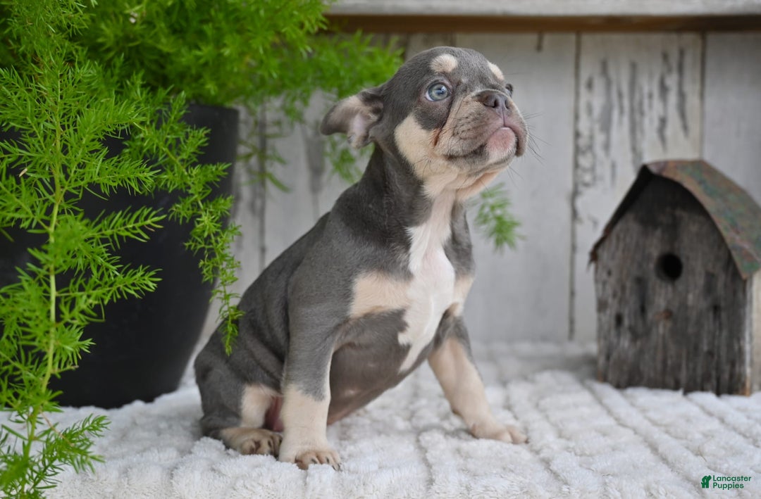 French Bulldog dogs for sale: Sophie - Image 2