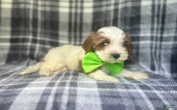 Cavapoo dogs for sale: Cheeto - Image 3
