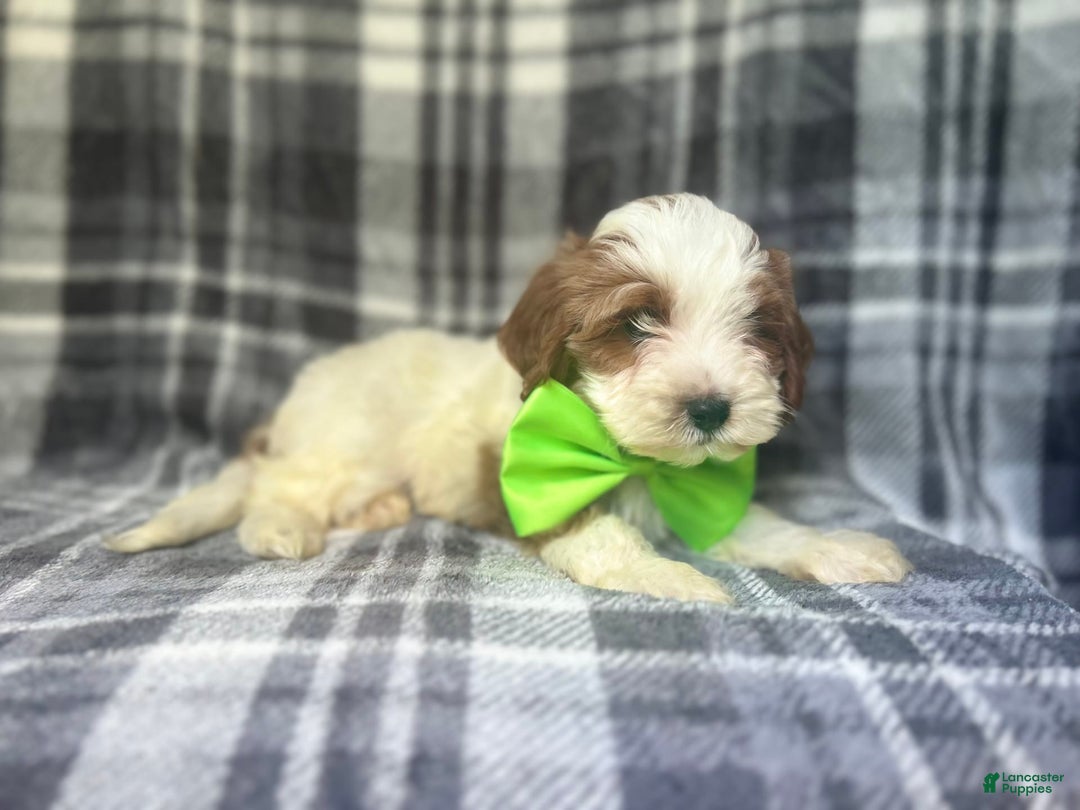 Cavapoo dogs for sale: Cheeto - Image 3