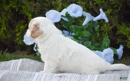 Cavapoo dogs for sale: Mariah - Image 1