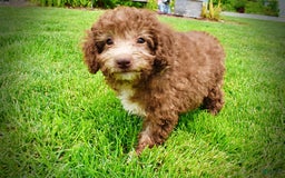 Havapoo dogs for sale: Toto - Image 10