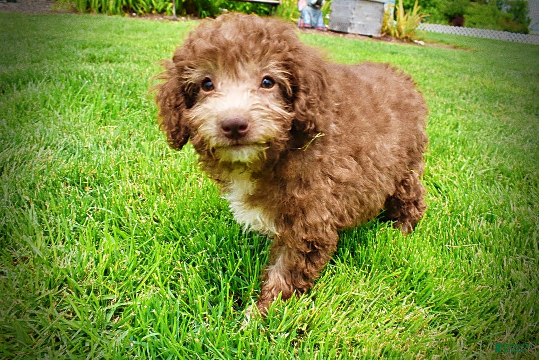 Havapoo dogs for sale: Toto - Image 10