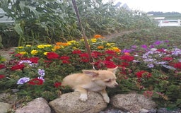 Chihuahua dogs for sale: Clarabell - Image 6
