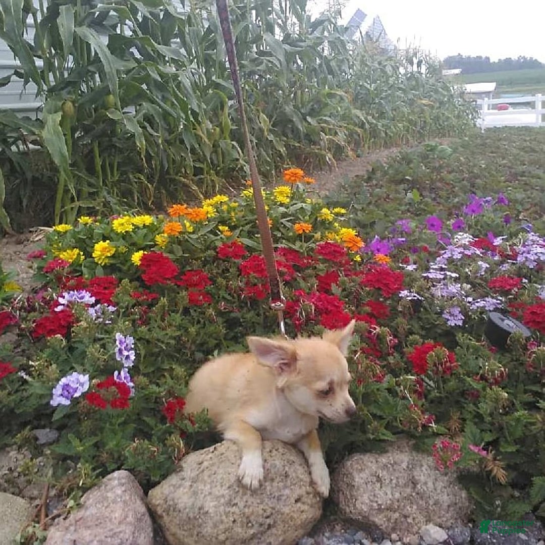 Chihuahua dogs for sale: Clarabell - Image 6