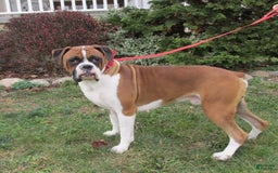 Boxer dogs for sale: Ranger - Image 5