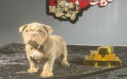 English Bulldog dogs for sale: Boom - Image 6
