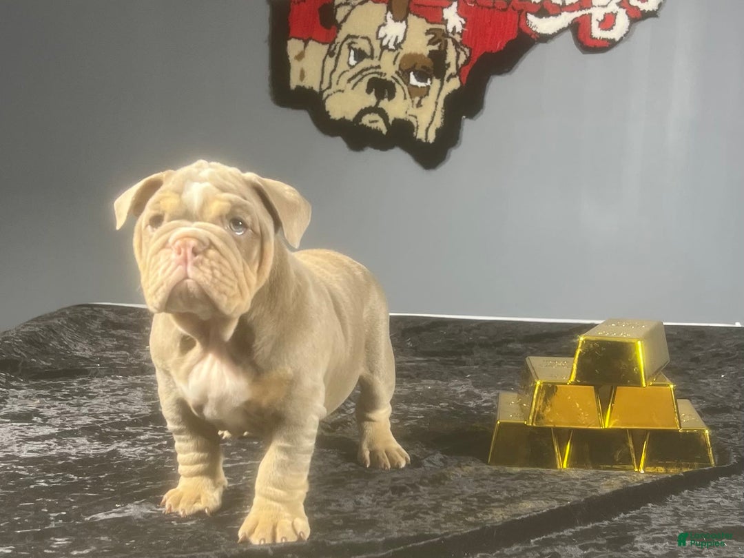 English Bulldog dogs for sale: Boom - Image 6