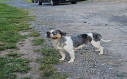 English Bulldog dogs for sale: Mini Bulldog Sprinkles - Image 7
