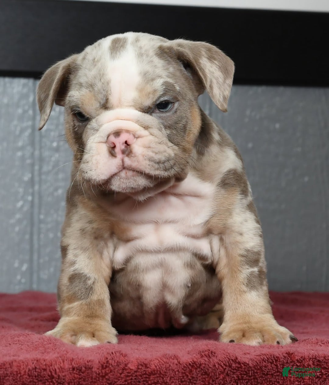 English Bulldog dogs for sale: Zeke - Image 1