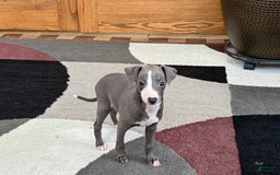 Italian Greyhound dogs for sale: Joey - Image 9