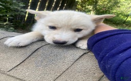 Gerberian Shepsky dogs for sale: Gerberian Shepsky 4 puppies - Image 3