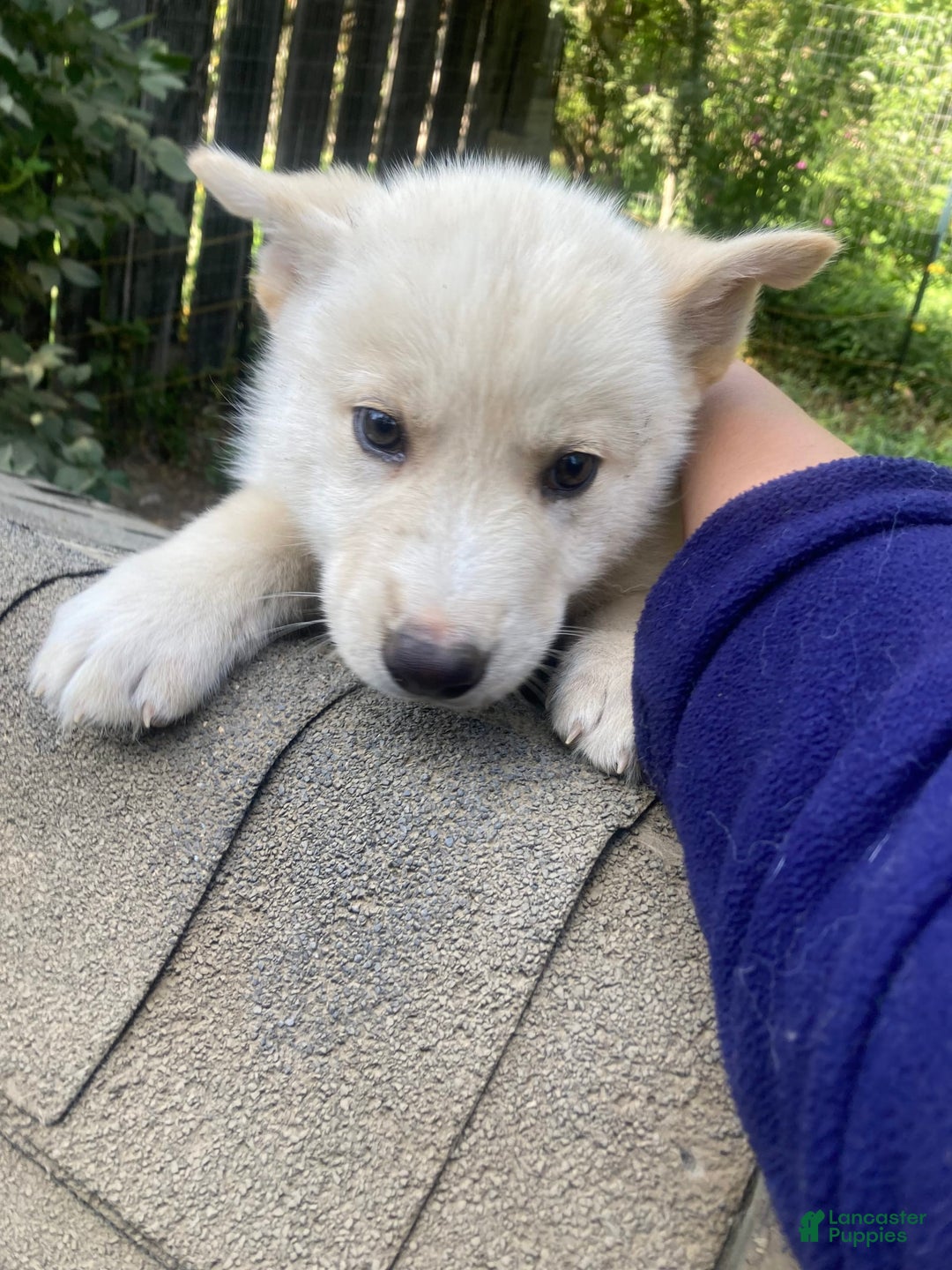 Gerberian Shepsky dogs for sale: Gerberian Shepsky 4 puppies - Image 3