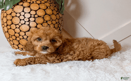 Cavapoo dogs for sale: Zaylee - Image 1