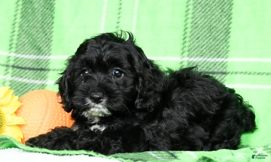 Cockapoo dogs for sale: Valerie - Image 7