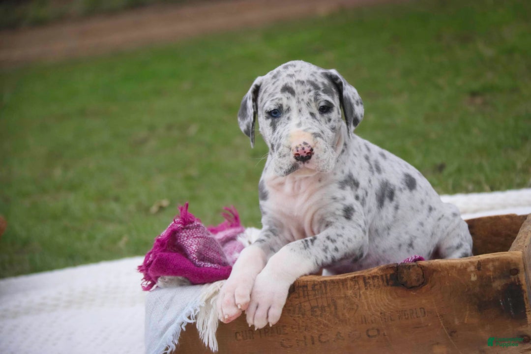 Great Dane dogs for sale: Jamaica - Image 11