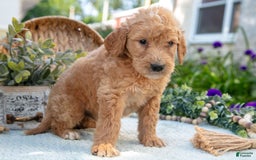 Goldendoodle dogs for sale: Trixie - Image 2