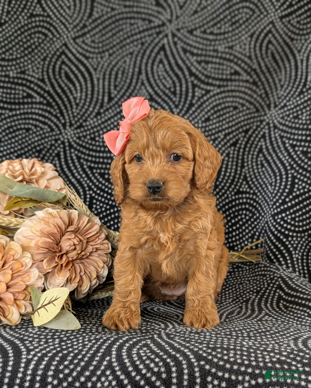 Cockapoo dogs for sale: Elisa - Image 4