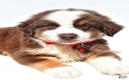 Miniature Australian Shepherd dogs for sale: Titan - Image 1