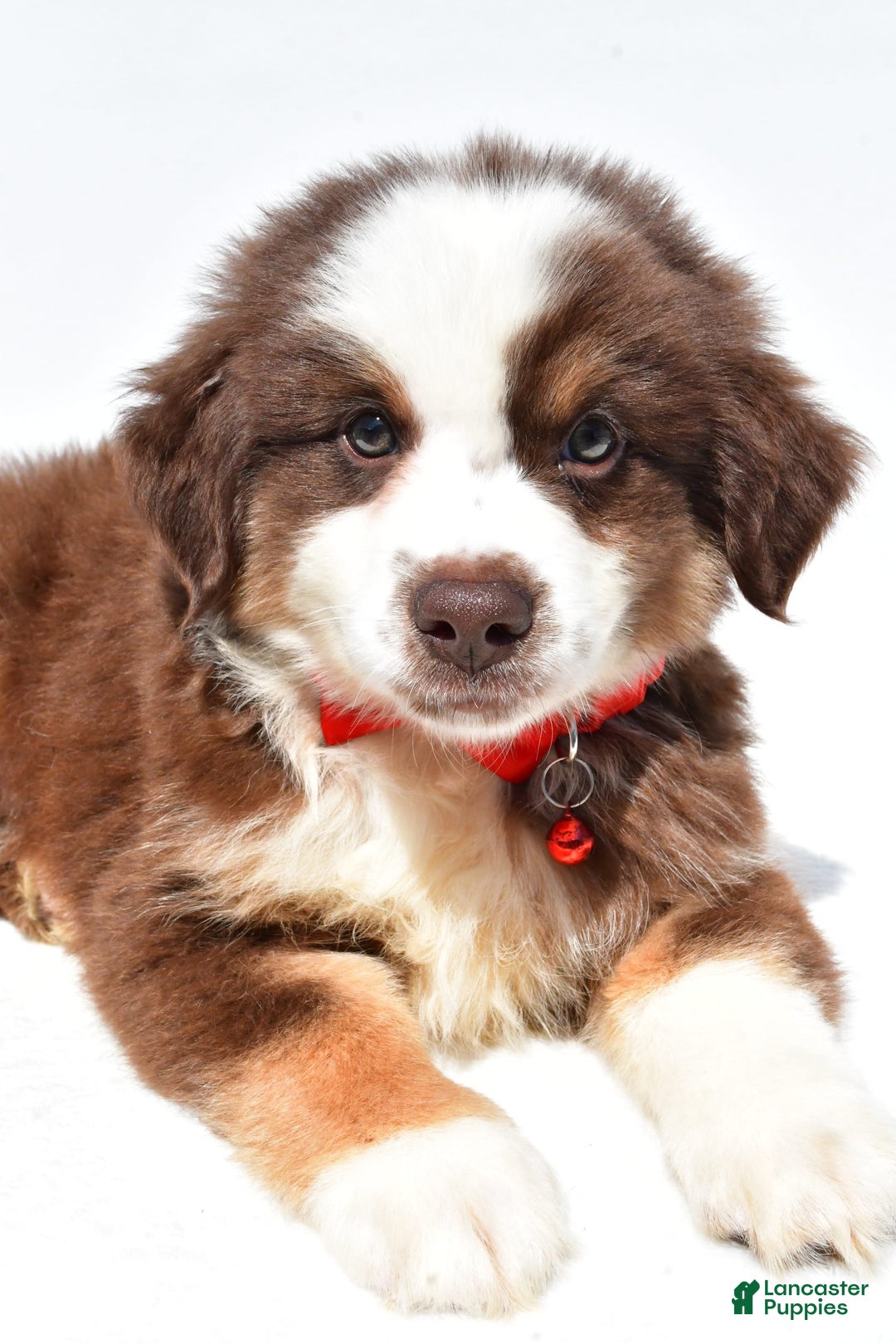 Miniature Australian Shepherd dogs for sale: Titan - Image 1