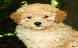 Mini Goldendoodle dogs for sale: Lacey - Image 3