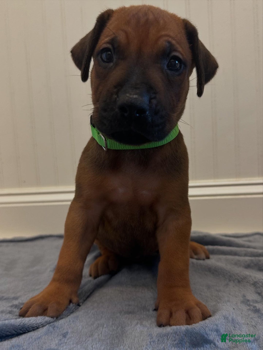 Rhodesian Ridgeback dogs for sale: Blaze - Image 1