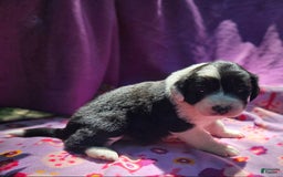 Border Collie dogs for sale: Ellie - Image 15