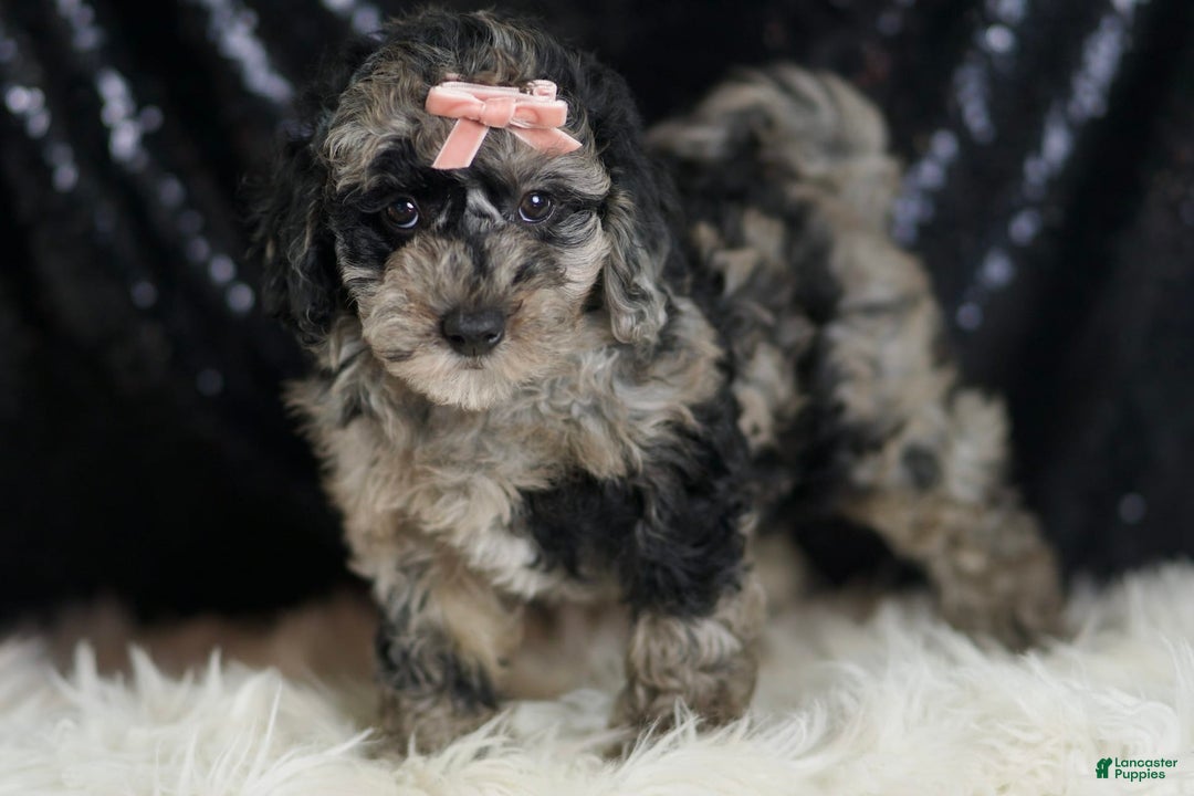 Mini Goldendoodle dogs for sale: Star - Image 3