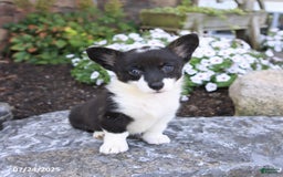 Welsh Corgi Pembroke dogs for sale: Inga - Image 3