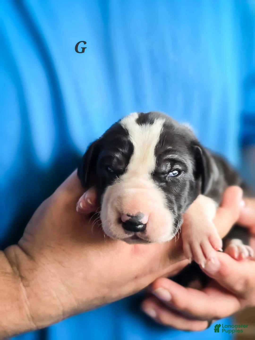 Great Dane dogs for sale: Leah - Image 4