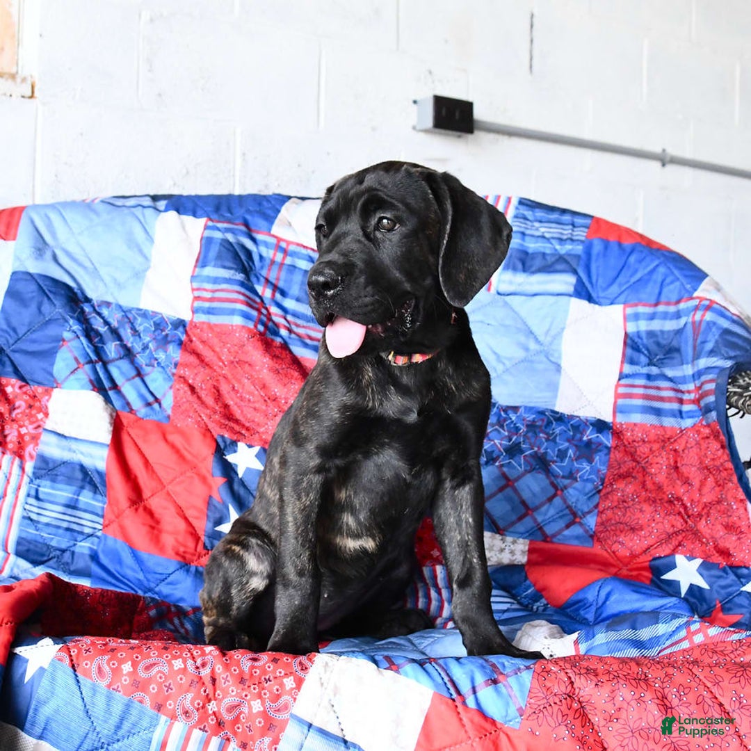 Cane Corso dogs for sale: Mia - Image 4