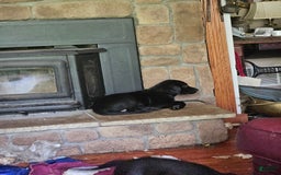 Labrador Retriever dogs for sale: Big  Mouth - Image 1
