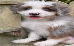 Mini Bernedoodle dogs for sale: 💜 Boston Ma 💜 Mini Bernedoodle - Image 31