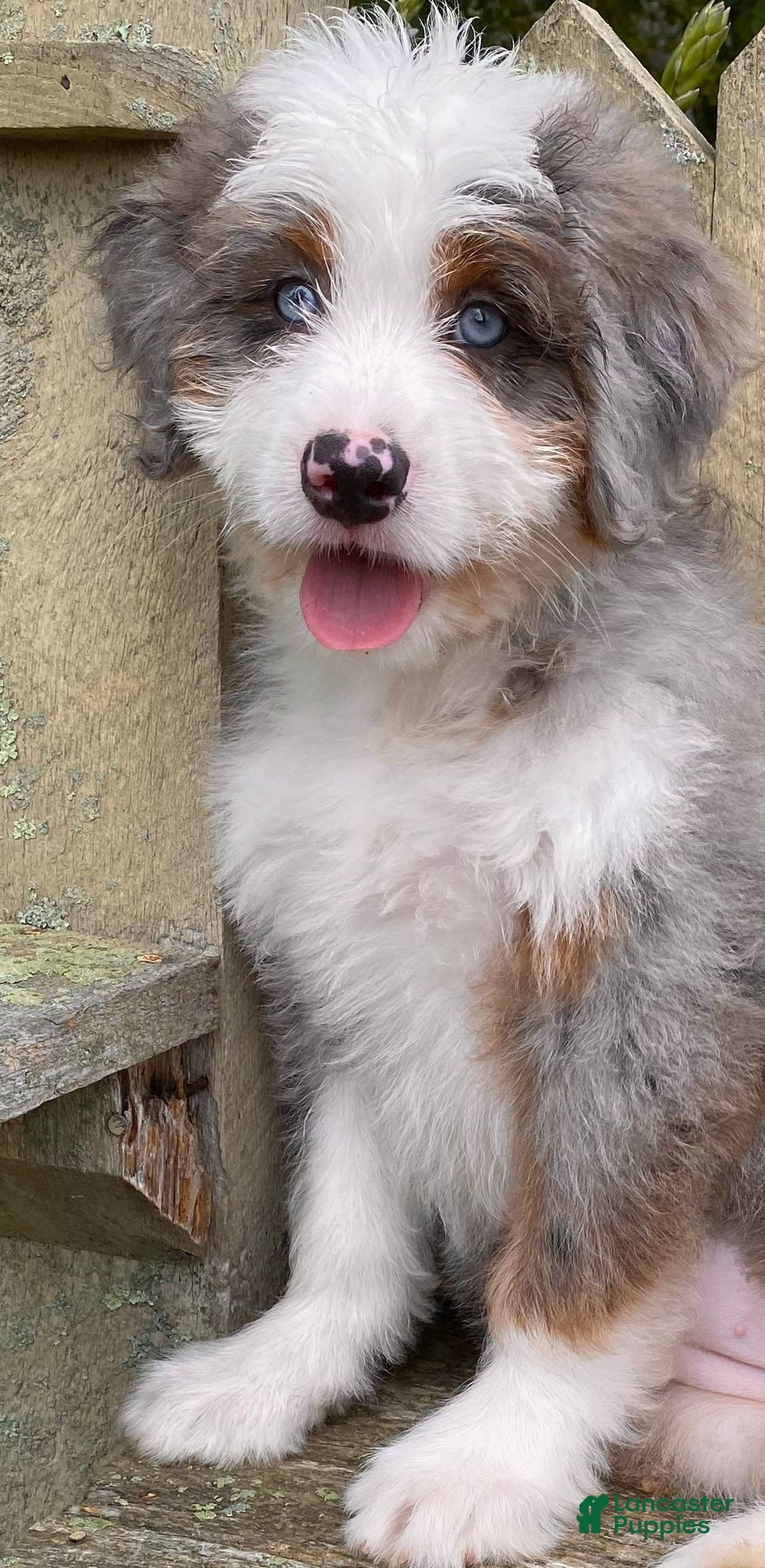 Mini Bernedoodle dogs for sale: 💜 Boston Ma 💜 Mini Bernedoodle - Image 31