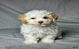 Havapoo dogs for sale: Chase - Image 4